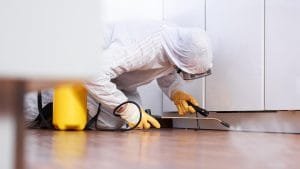 Startex Pest Control Services in Pune